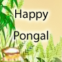 Pongal